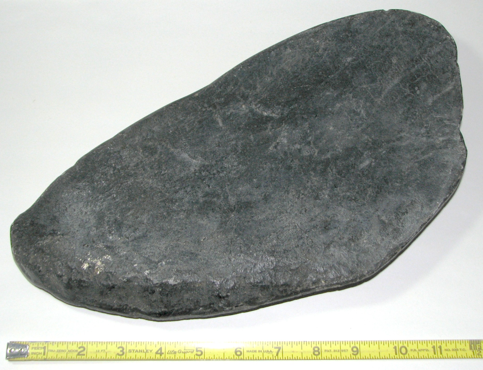 stegosaurus plate fossil